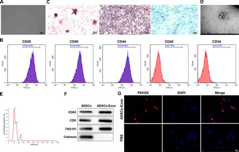 Characterization Of Adscs And Adscs Exos Notes A The Morphology Of