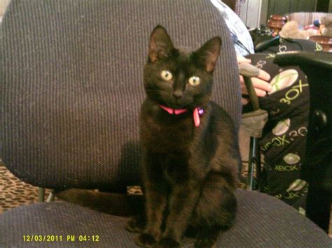 000000000.png | TheCatSite