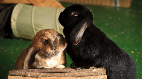 How to stop rabbits fighting | PetsRadar