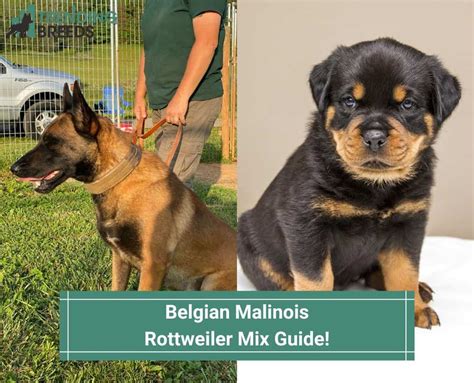 Belgian Malinois Rottweiler Mix Guide! (2023)