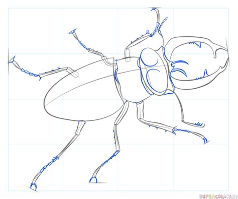 How To Draw A Stag Beetle Step By Step Drawing Tutorials