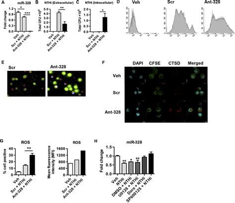 Mir 328 Expression Is Regulated By P38 And Jnk Mapk And Inhibition