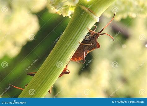 Mating Beetles Are Hiding Behind A Stalk Of Rhubarb Close Up Light