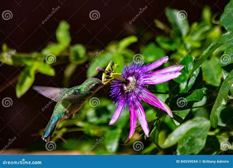 Hummingbird And Passion Flower Stock Photo Image Of Garden Desert