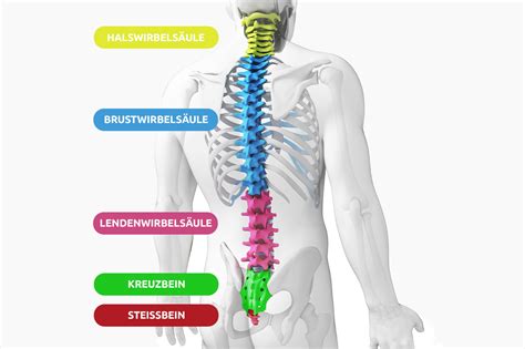 Bild Wirbelsäule Pflegerio