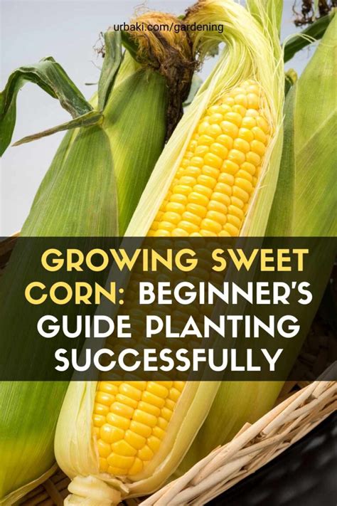 Growing Sweet Corn Beginners Guide Planting Successfully