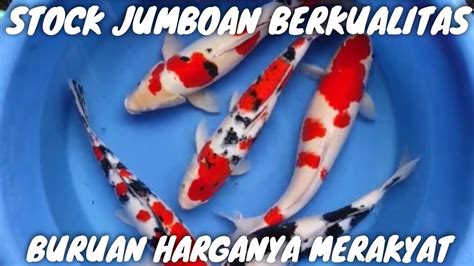 REVIEW STOCK KOI JUMBO ISTIMEWA SIZE 50 UP GRADE A HANRGA MERAKYAT