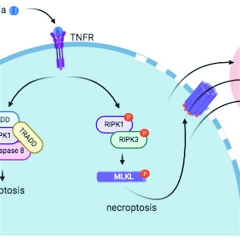 Simplified Version Of Necroptosis Signal Transduction Events Downstream Download Scientific