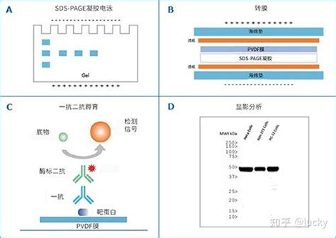 Western Blot 蛋白免疫印迹原理、试验流程及常见问题 知乎