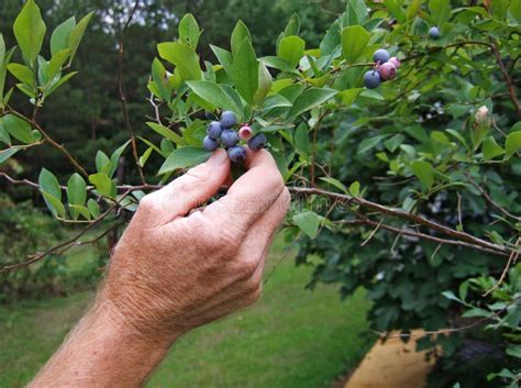 Blueberry Picking Stock Image Image Of Pick Organic 3951509