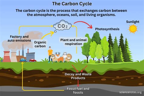 Fossil Fuels And The Carbon Cycle Best Sale Emergencydentistry