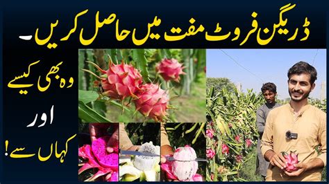 Dragon Fruit Farm In Pakistan Lahore And Karachi Dragon Fruit Farming Dragon Fruits And Plants