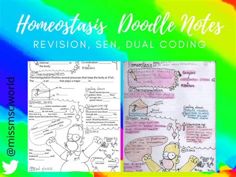 Homeostasis Science Doodle Notes Teaching Resources