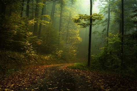 Sfondi Luce Del Sole Alberi Paesaggio Autunno Natura Erba Cielo