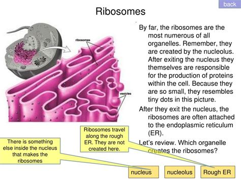 Ppt Protein Creation Pathway Powerpoint Presentation Free Download