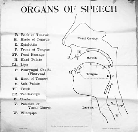 The Organs Of Speech Daniel Jones Download Scientific Diagram