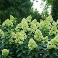 Магазин посадочного материала, цветы и саженцы с доставкой по Казахстану