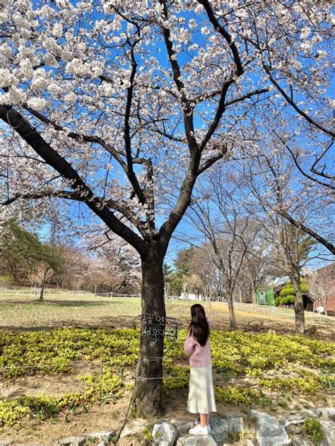 🌸과천 벚꽃 명소 서울랜드🌸 트립닷컴 과천시