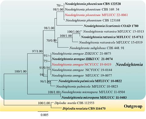 Phylogram Generated From Ml Analysis Based On Combined Dataset Of Its