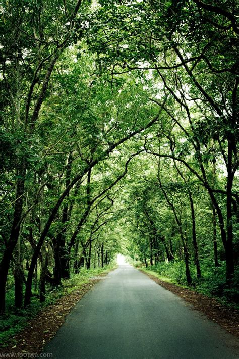 High Resolution Nature Wallpaper Hd Portrait Gray concrete road forest ...