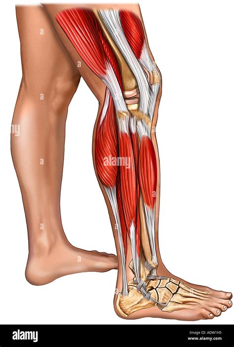 Muscles Of The Leg Knee And Foot With Skin Lateral View Stock Photo