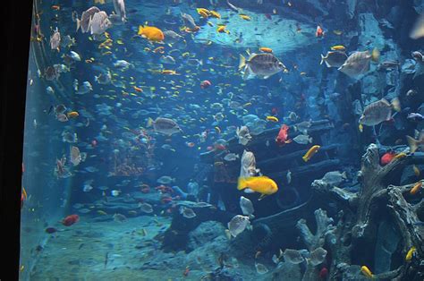 Gambar Background Ikan Harimau Thailand Vektor Dan File Psd Untuk