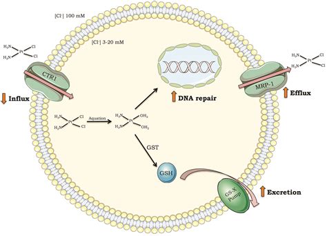 Scielo Brasil Dna Repair Pathways And Cisplatin Resistance An