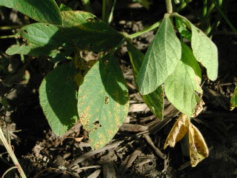 Soybean Disease Risks Maps Crop Science Us