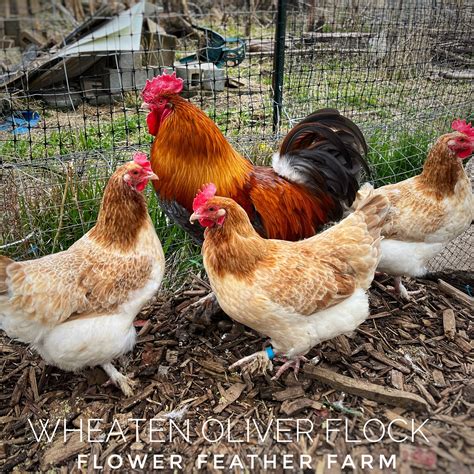 Wheatenblue Wheaten Marans Chicks At Flower Feather Farm Specialty