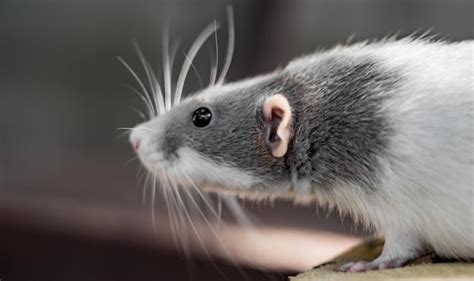 Premium Photo | White and grey pet rat close-up