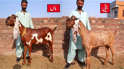 Beautiful Amritsari Beetal Shairi Goats Of Ali Bhai Lahore Youtube