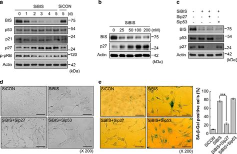 27 Is Essential For Bis Knockdown Induced Senescence Independent Of The Download Scientific