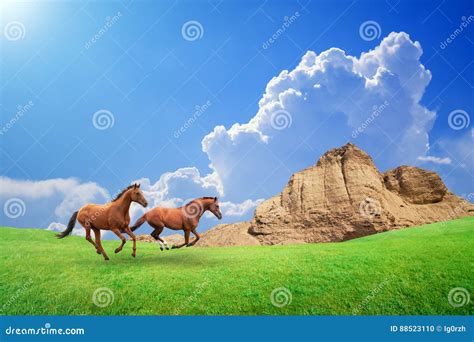 Two Brown Horses Run Through Green Meadow Stock Photo Image Of Horse