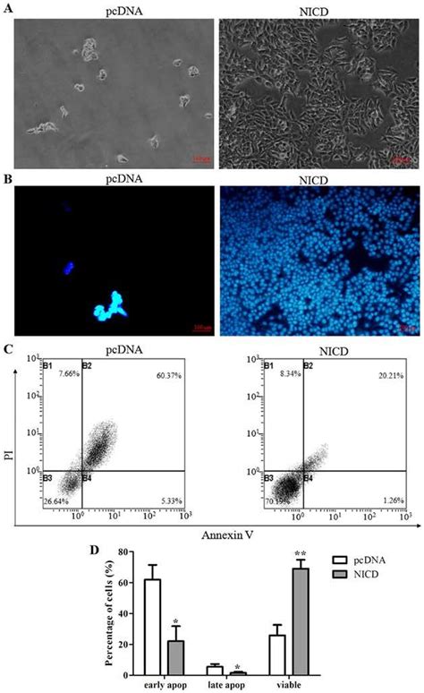 Notch3 Overexpression Abrogates The Apoptosis Inducing Effect Of Download Scientific Diagram