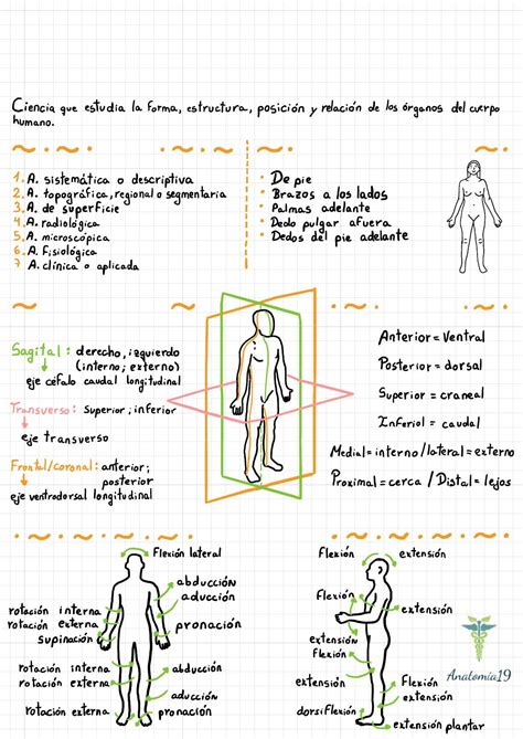 Introducción A La Anatomía Udocz Anatomia Y Fisiologia Humana Anatomía Médica Anatomía