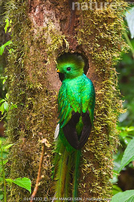 Stock Photo Of Male Resplendent Quetzal Pharomachrus Mocinno Perched