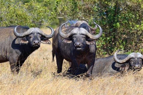 Free Photo Wild African Buffalos