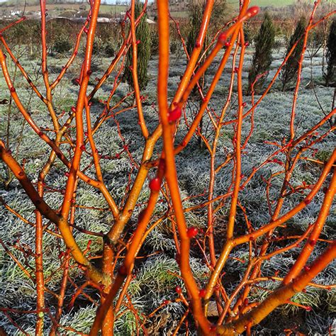 Липа мелколистная Winter Orange Tilia cordata Winter Orange