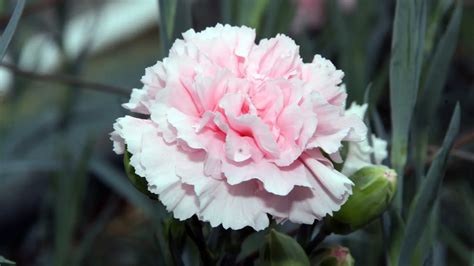 carnation kew