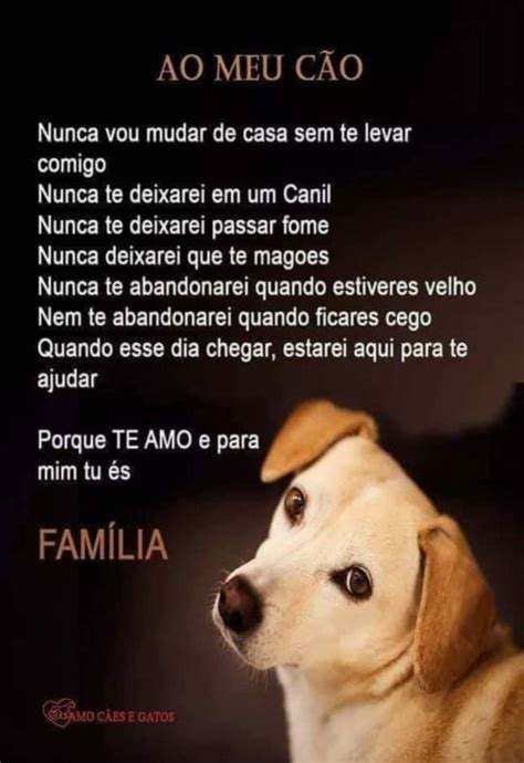 Crônica Curta Sobre Cachorro