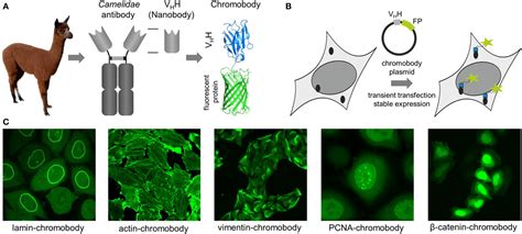 Frontiers Under The Microscope Single Domain Antibodies For Live