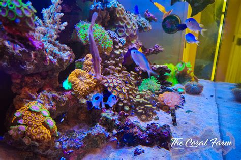 Benefits Of Having A Home Reef Aquarium Aquacultured Corals