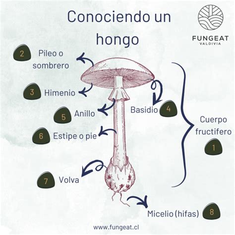 Conociendo Un Hongo Fungeatcl