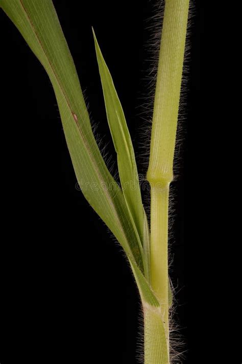 Common Millet Panicum Miliaceum Culm Leaf Base And Axillary Shoot