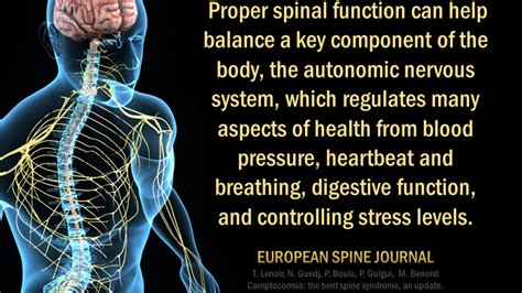 Restore Your Nervous System With Chiropractic Fogarty Chiropractic