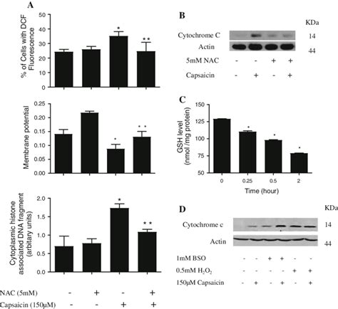 N Acetyl Cysteine NAC Pretreatment Prevents Capsaicin Mediated ROS