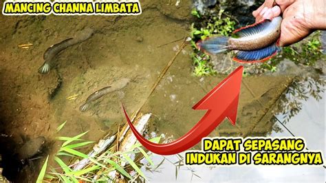 Mancing Di Sarang Channa Limbata Airnya Jernih Banget Ikanya Sampai