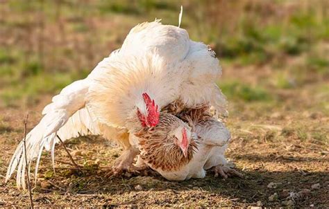 ¿cómo Se Aparean Las Gallinas Una Explicación Detallada Gallinas Ponedoras