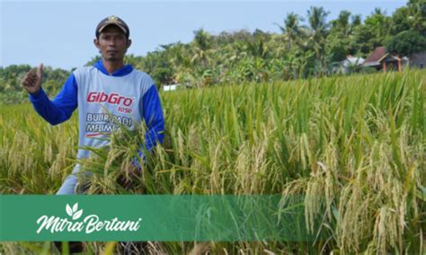 Budidaya Tanaman Padi Perawatan Mudah Dan Hemat Hasil Berani Bersaing