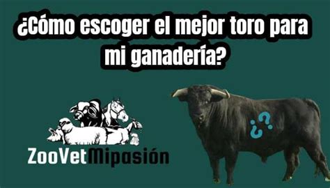 🐮 ¿cómo Escoger El Mejor Toro Para Mi Ganadería